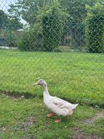 Huttegemse woerd eend, Dieren en Toebehoren, Eend