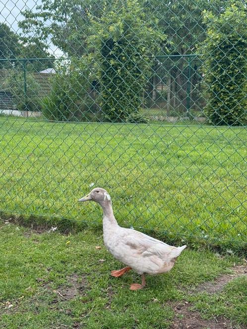 Huttegemse woerd eend, Dieren en Toebehoren, Pluimvee, Eend