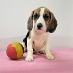 Beagle - chiots Belges à vendre, Animaux & Accessoires, Chiens | Beagles, Bassets & Chiens courants, Commerçant, Beagle, 8 à 15 semaines