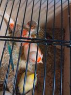 ZEER GOED FLUITENDE KLEURKANARIES 2025 met of zonder KOOI, Dieren en Toebehoren, Vogels | Kanaries, Meerdere dieren, Zangkanarie