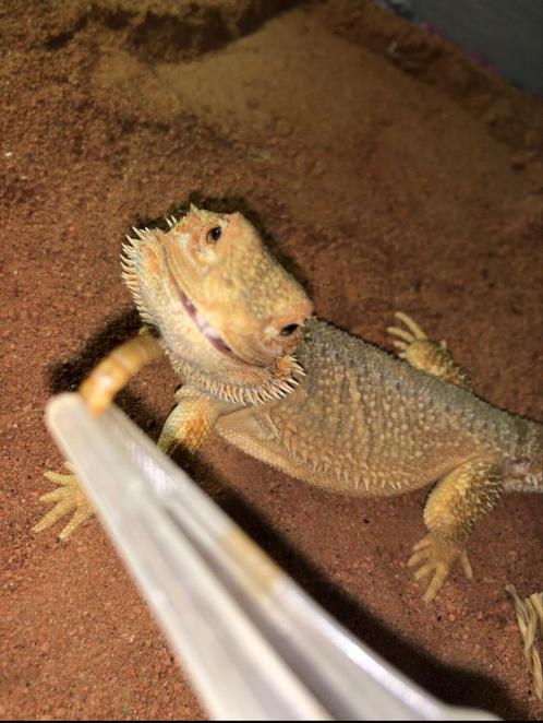 GEZOCHT: dieren die dringent nieuwe thuis nodig hebben, Dieren en Toebehoren, Reptielen en Amfibieën