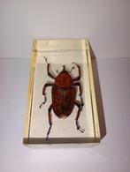 insect in epoxy hars 20, Verzamelen, Dierenverzamelingen, Ophalen of Verzenden, Zo goed als nieuw, Insect, Opgezet dier