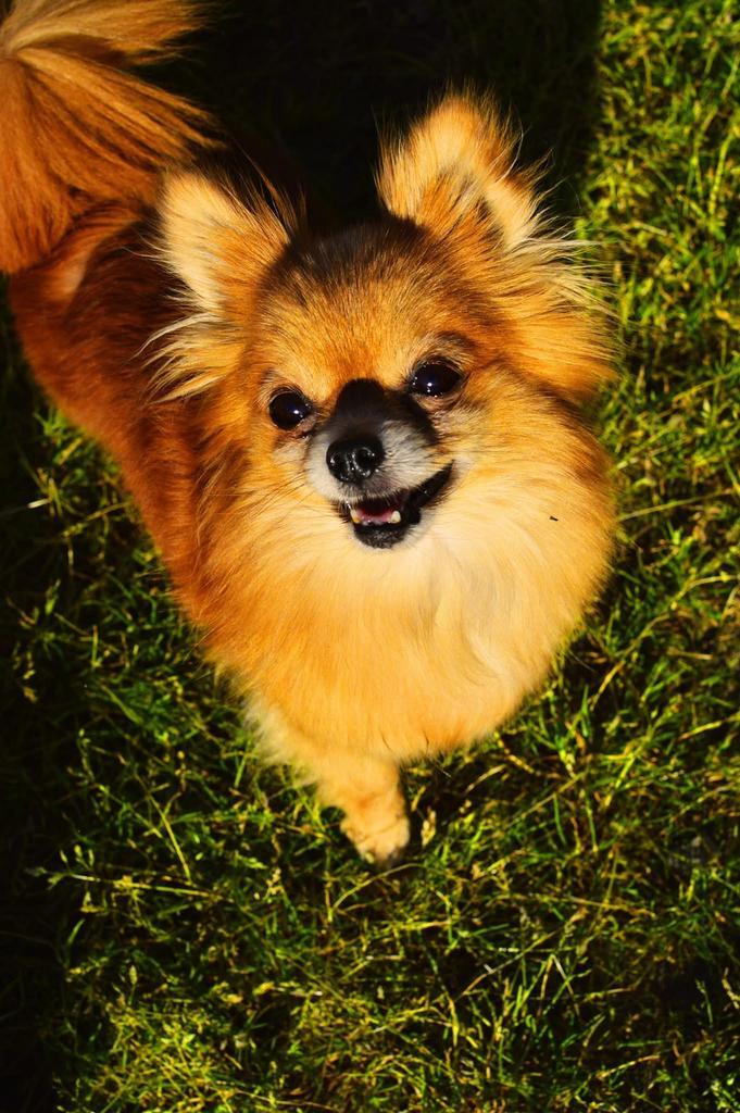 Fleur zoekt een nieuwe thuis., Dieren en Toebehoren, Honden | Chihuahua's en Gezelschapshonden, Teef, Chihuahua, Handelaar, Eén hond