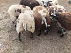 Baggerbonte dekbokken, Dieren en Toebehoren, Schapen, Geiten en Varkens, Mannelijk, Schaap, 0 tot 2 jaar