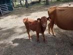 Dexter stier, Dieren en Toebehoren, April, Mannelijk
