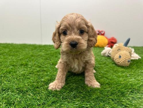 Nestje Cockapoo pups, Dieren en Toebehoren, Honden | Niet-rashonden, Klein, Reu, Fokker | Professioneel, Eén hond, België, 8 tot 15 weken