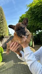 Franse bulldog puppy (teefje), Animaux & Accessoires, Accessoires pour chiens, Enlèvement ou Envoi