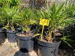 trachycarpus wagnerianus x Fortunei, winterharde palmboom, Tuin en Terras, Planten | Tuinplanten, Ophalen