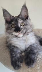 1 Maine Coon kitten (black smoke tortie), Dieren en Toebehoren, Poes, Gechipt, 0 tot 2 jaar