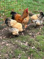 Brahma kippen koppel, Dieren en Toebehoren, Pluimvee, Meerdere dieren, Kip