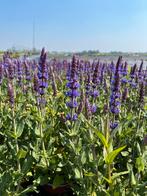Salvia nemorosa ostfriesland, Tuin en Terras, Ophalen