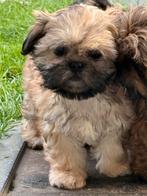Lhasa apso pups teefjes, België, Overige rassen, CDV (hondenziekte), 8 tot 15 weken