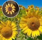 Zonnige vibes 🌞🌻met nieuwe zonnebloembroche, Overige materialen, 4 tot 7 cm, Geel, Nieuw