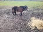 Mini merrie, Merrie, A pony (tot 1.17m), Gechipt, 11 jaar of ouder