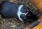 Cavia beertjes, Dieren en Toebehoren, Knaagdieren, Cavia