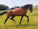 3,5 jarige Desperado merrie, Dieren en Toebehoren, Paarden, Merrie, ZZ