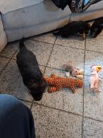 Duitseherders pupy, Particulier, Chienne, 8 à 15 semaines, Plusieurs