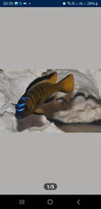 Nestje pseudotropheus ussisya, Vis, Zoetwatervis