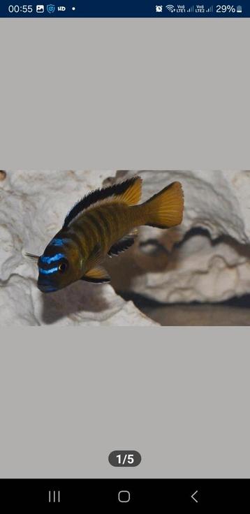 Nestje pseudotropheus ussisya beschikbaar voor biedingen