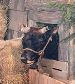 opgezette dieren en vogels: Nandoe, carolina eenden, etc, Collections, Collections Animaux, Enlèvement ou Envoi, Neuf, Animal de ferme