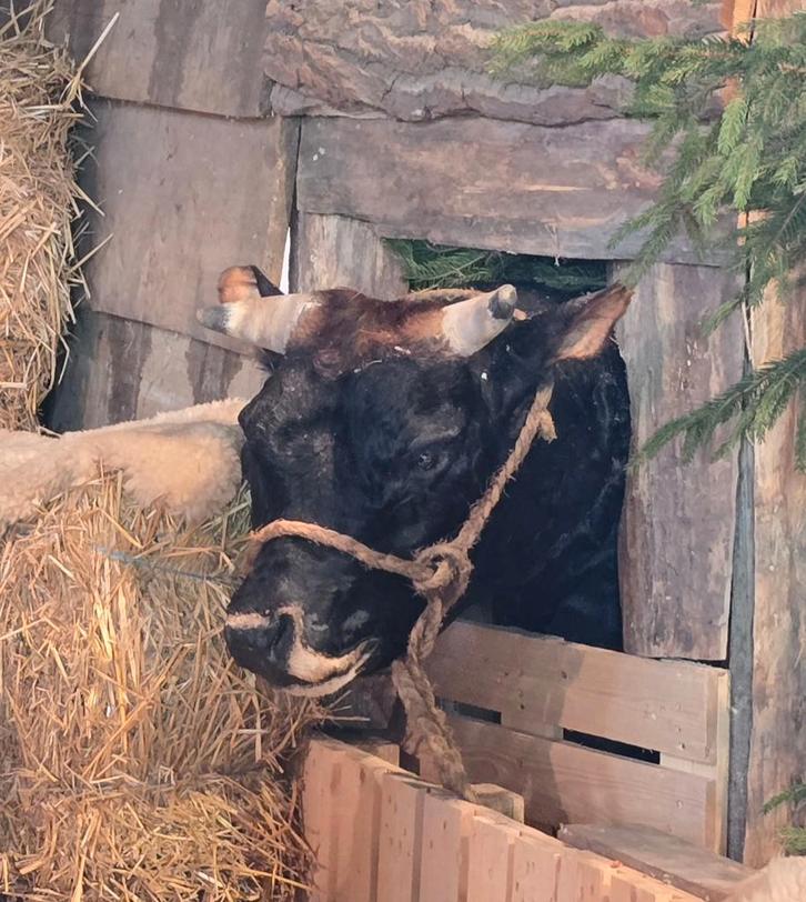 opgezette dieren en vogels: Nandoe, carolina eenden, etc, Collections, Collections Animaux, Neuf, Animal empaillé, Animal de ferme