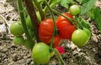 Belgische tomaat Rouge de Namur - 5 zaden, Tuin en Terras, Verzenden, Voorjaar, Volle zon, Zaad