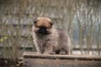 Dwergkeesjes, Pomeriaantjes, Pomeriaan, Dieren en Toebehoren, Parvo, België, Keeshond, 8 tot 15 weken