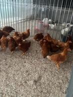 Verschillende Legkippen, Dieren en Toebehoren