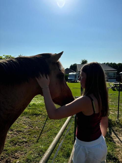 Halve stal, Dieren en Toebehoren, Paarden