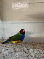 Roodkop paarsborst gouldamadine, Dieren en Toebehoren