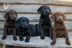 labrador pups, beide ouders zijn hier aanwezig, België, CDV (hondenziekte), 8 tot 15 weken, Labrador retriever