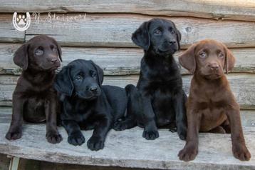 labrador pups, beide ouders zijn hier aanwezig beschikbaar voor biedingen