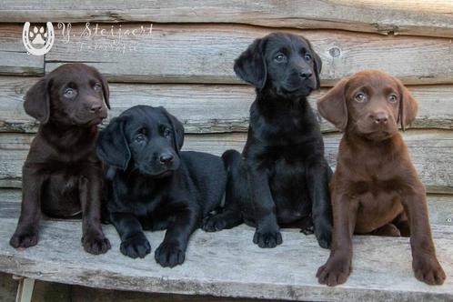labrador pups, beide ouders zijn hier aanwezig, Dieren en Toebehoren, Honden | Retrievers, Spaniëls en Waterhonden, Meerdere dieren