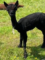 alpaca hobby dekhengst, Dieren en Toebehoren, Mannelijk