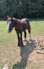 Leuke c pony's, Dieren en Toebehoren, Paarden, Hengst