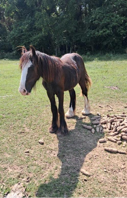 Leuke c pony's, Dieren en Toebehoren, Paarden, Hengst
