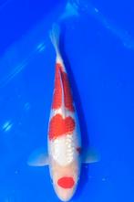 Diverse hoge kwaliteit kois van Japanse kwekers, Dieren en Toebehoren, Karper of Koi