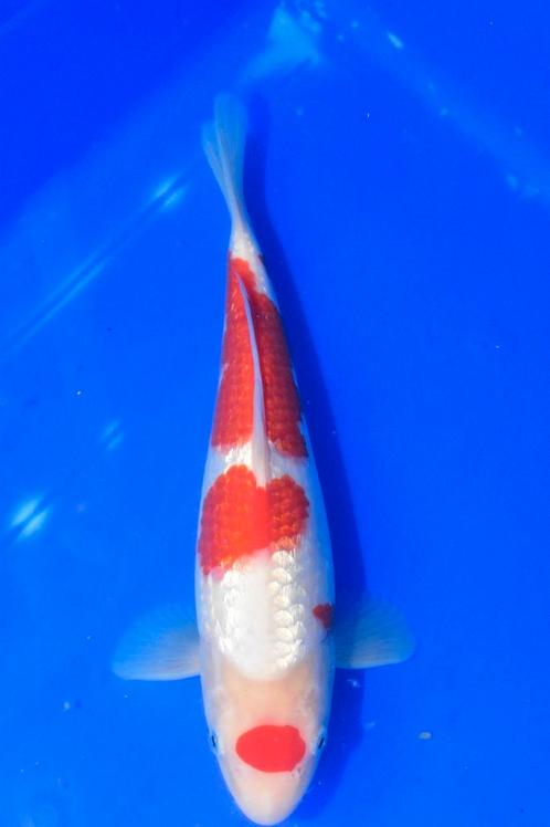 Diverse hoge kwaliteit kois van Japanse kwekers, Dieren en Toebehoren, Vissen | Vijvervissen, Karper of Koi