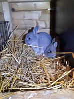 Dieren  en toebehoren, Dieren en Toebehoren, Konijnen, Dwerg