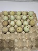 Broedeieren, marans, araucana, olijflegger, witte leghorn,, Animaux & Accessoires