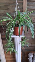 Chlorophytum comosum., Ophalen, Overige soorten, Halfschaduw, In pot