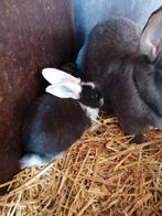 Blauwe Vlaamse reus met 6 jonge.