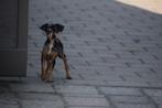 Pincher pups beschikbaar, Dieren en Toebehoren, Honden | Herdershonden en Veedrijvers, België, Overige rassen, 8 tot 15 weken