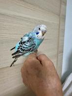 Grasparkiet tam, Dieren en Toebehoren, Vogels | Parkieten en Papegaaien, Tam