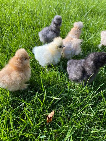 Chicks USA Silkfowl  disponible aux enchères