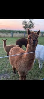 Alpaca merrie, Dieren en Toebehoren, Overige Dieren, Vrouwelijk