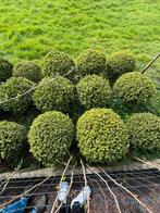 buxusbollen 50-55 cm (perfecte staat) 20€ per stuk, Tuin en Terras, Planten | Tuinplanten, Ophalen of Verzenden