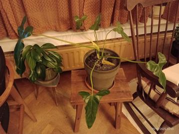 PHILODENDRON MEXICANUM groene plant binnendecoratie  beschikbaar voor biedingen