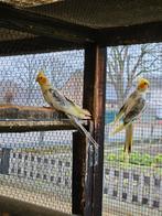 2 valkparkieten mannen k, Dieren en Toebehoren