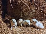 Golden retriever pups